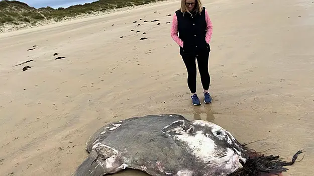 Huge Ocean Sunfish Found Washed Up Off Donegal Coast