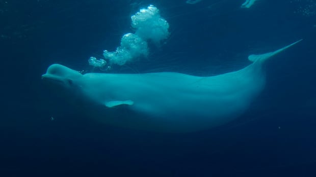 Marineland says it needs money from Ottawa or its belugas will be euthanized