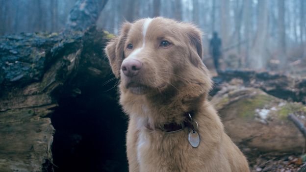 The dog-centred horror led by a new canine acting 'superstar'