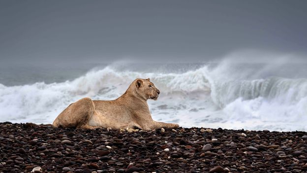 The maritime lions hunting seals on the beach
