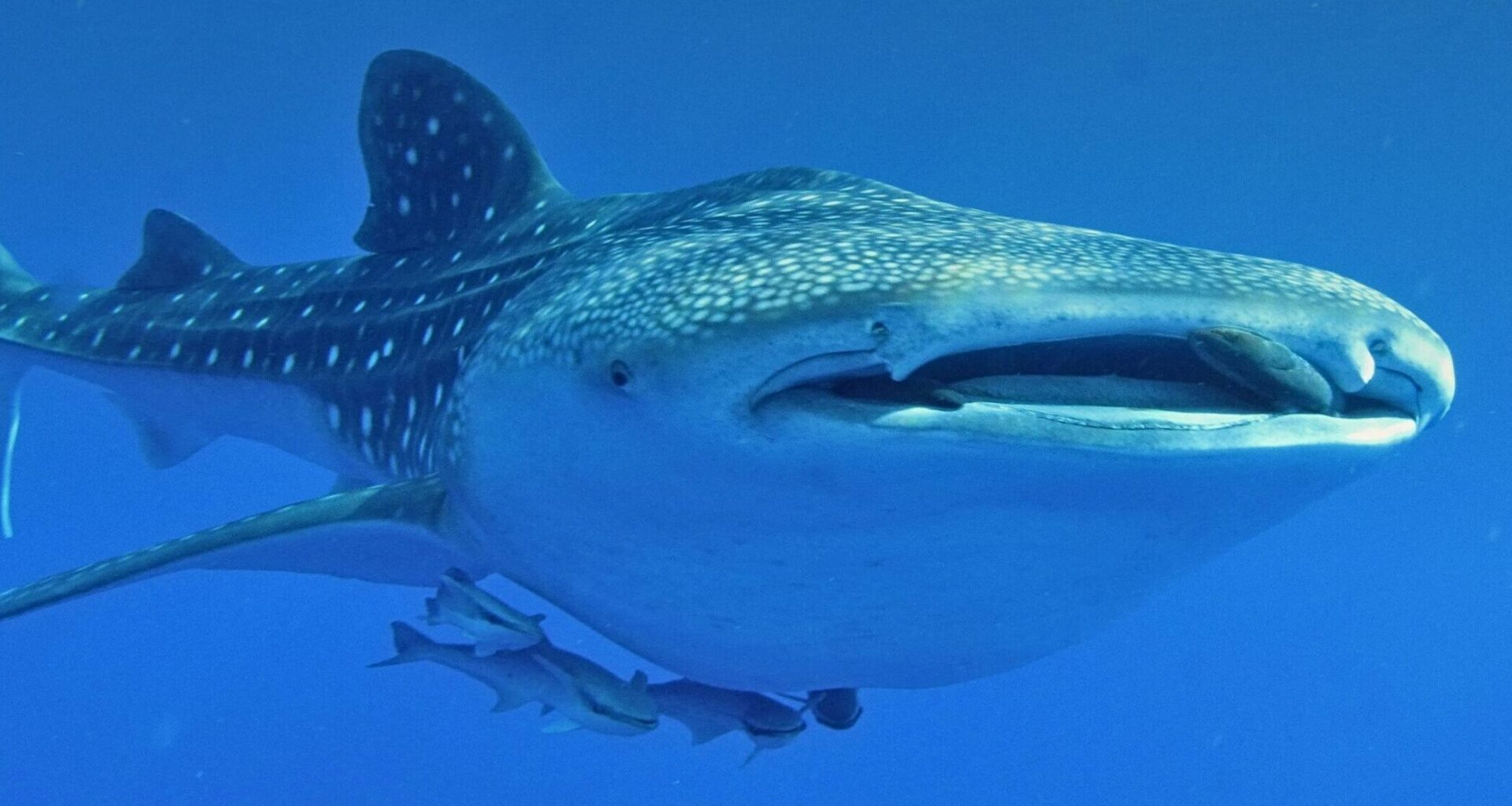 Whale Shark That Captivated Israelis Found Dead After Being Caught in Gaza