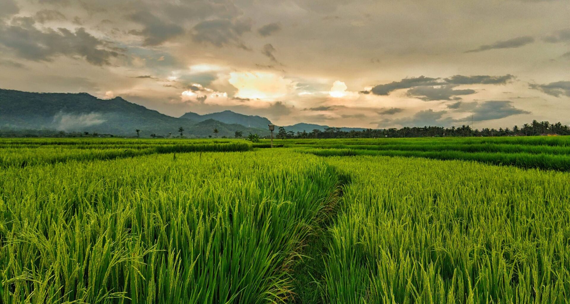 rice field under cloudy sky