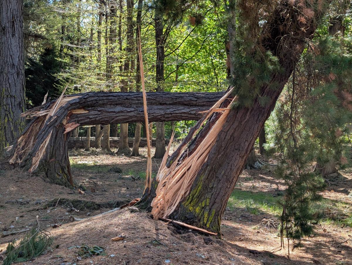 'Very sad': Drone footage shows devastated Invercargill park