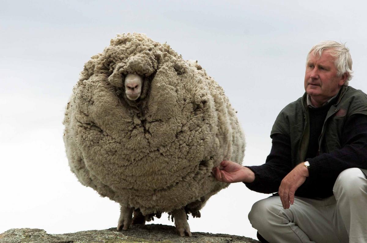 Slice of Shrek station sold to gold miner for $55 million