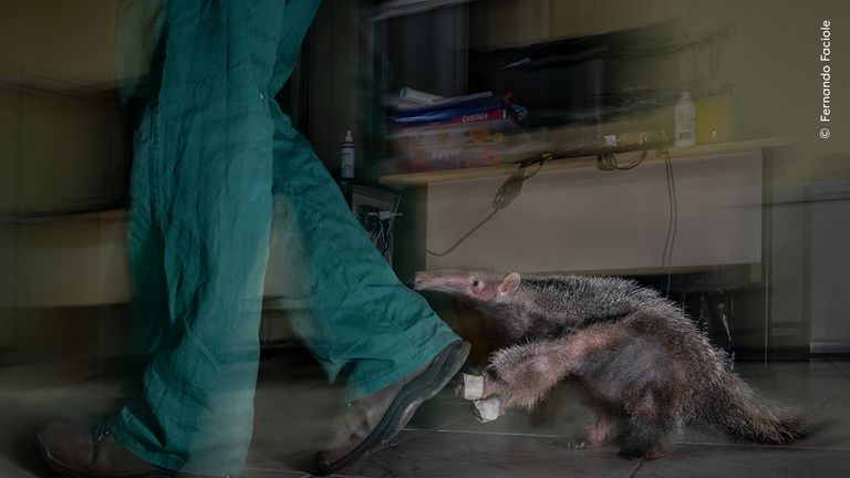 Pic: Fernando Faciole/Wildlife Photographer of the Year