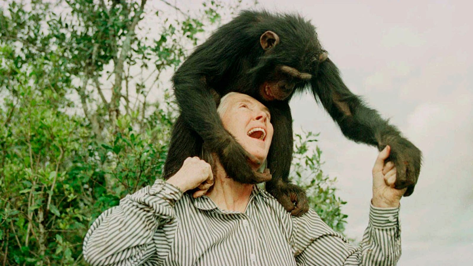 Goodall with Bahati, a female chimpanzee in 1997. Pic: AP