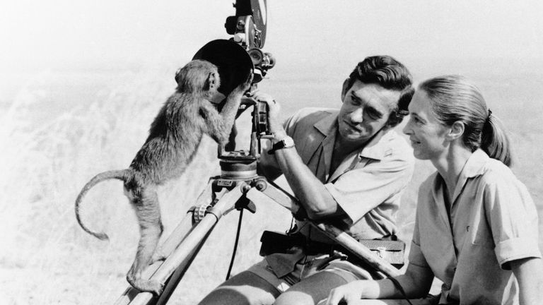 Jane Goodall with husband Hugo van lawick in 1974. Pic: AP