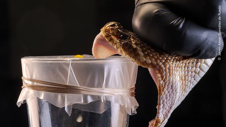 Pic: Javier Aznar Gonzalez de Rueda/Wildlife Photographer of the Year
