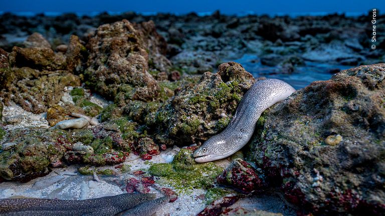 Pic: Shane Gross/Wildlife Photographer of the Year