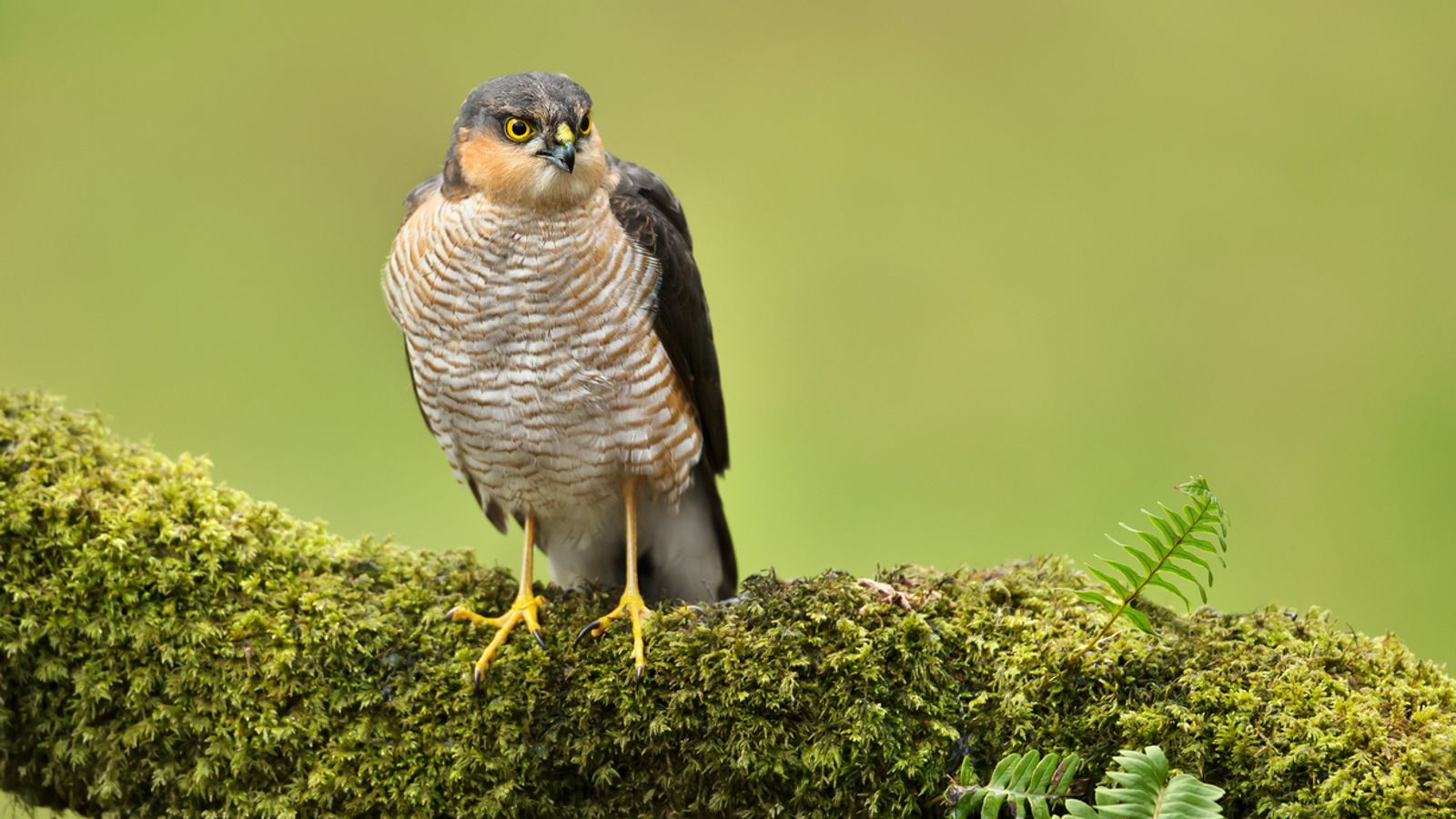 An adult Eurasian sparrowhawk. Pic: iStock
