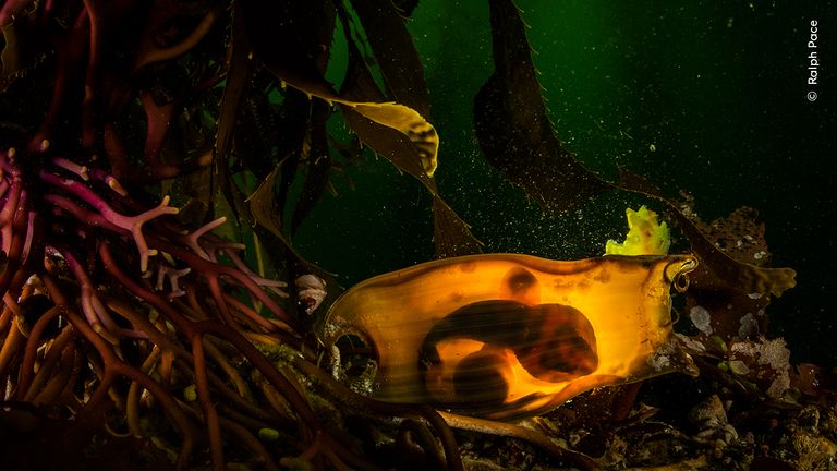 Pic: Ralph Pace/Wildlife Photographer of the Year