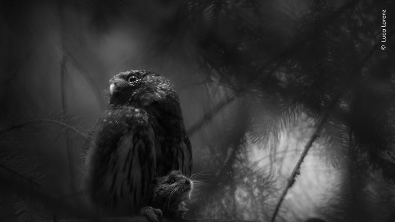 Pic: Luca Lorenz/Wildlife Photographer of the Year