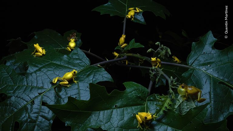 Pic: Quentin Martine/Wildlife Photographer of the Year