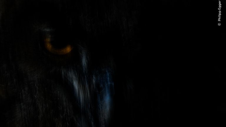 Pic: Philipp Egger/Wildlife Photographer of the Year