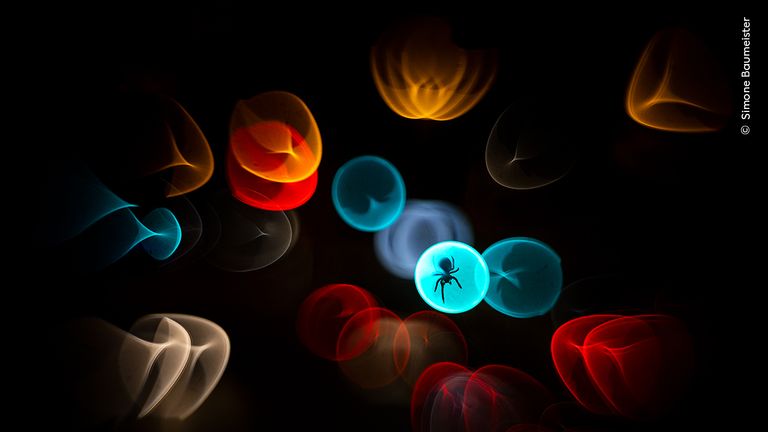 Pic: Simone Baumeister/Wildlife Photographer of the Year