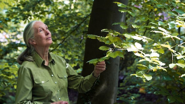 Jane Goodall, conservationist and chimpanzee researcher, dead at 91