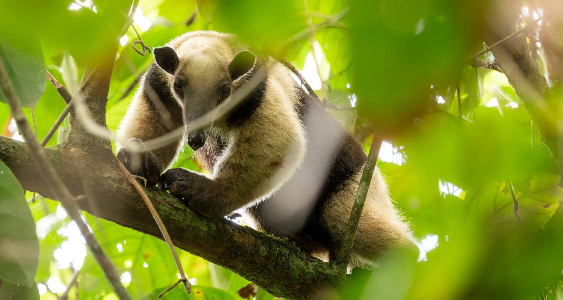 Una subvención Arcadia mejora el acceso abierto al conocimiento sobre la conservación mediante el fortalecimiento de la Biblioteca de la UICN - Press release