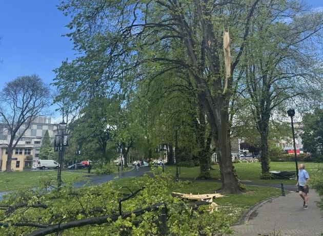 Watch: Wind rips branch off Otago Museum tree