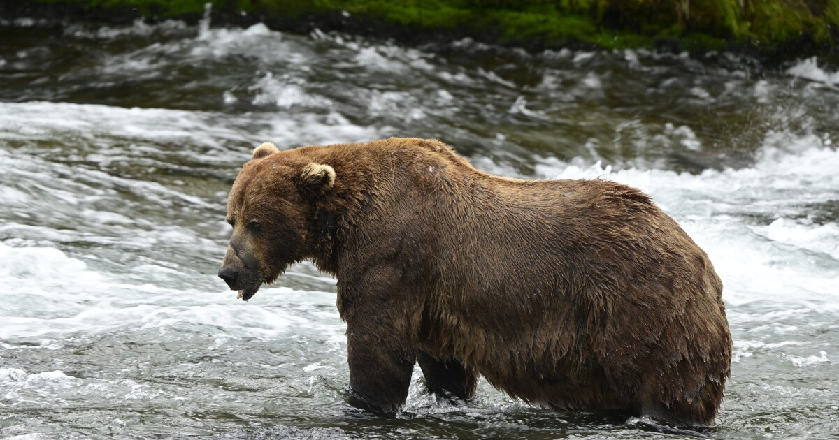 Fat Bear Week has crowned a new champion. And of course his name is Chunk.