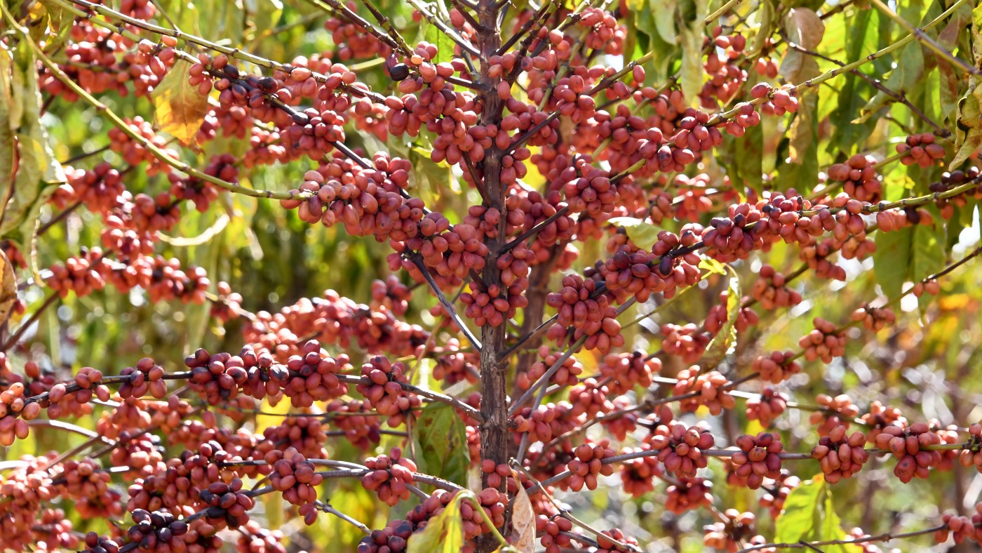 Nonprofit group maps coffee-driven deforestation in Brazil : NPR