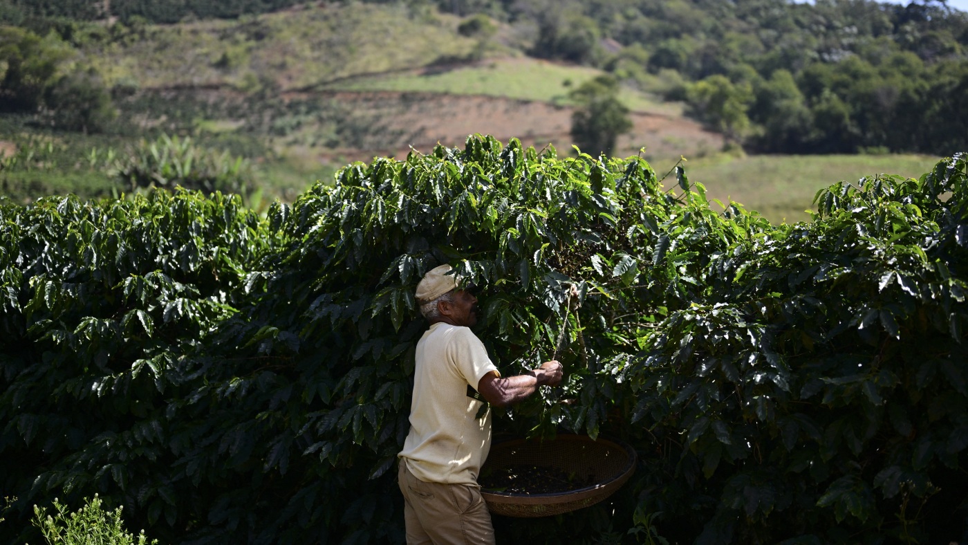 3 big things happening in the coffee world : NPR