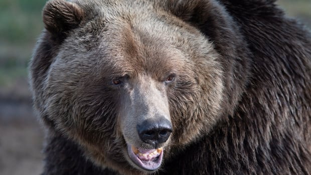 Elk hunter who was mauled by grizzly bear is in stable condition, say B.C. officials