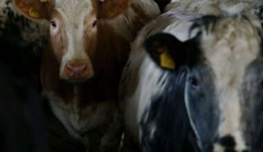 Bluetongue case very concerning and disappointing