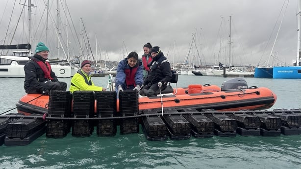 The oysters are placed in specialised floating flip baskets in an effort to help them breath