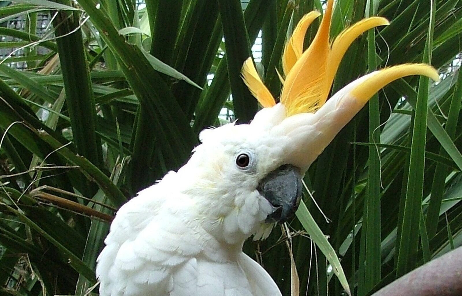 Dublin Zoo names parrot Troy after hat-trick hero