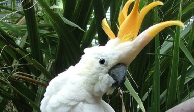 Dublin Zoo names parrot Troy after hat-trick hero