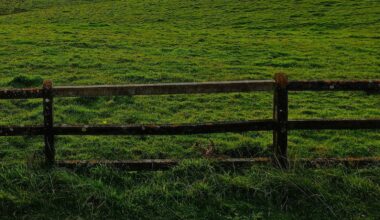 Farmer afraid of being targeted again after cattle stolen