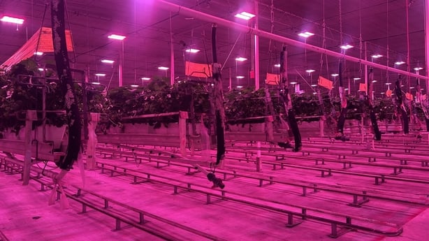 Strawberry plants under a pink light in an industrial plant