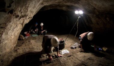 Wildcat bones found in Co Clare dated to 5,500 years ago