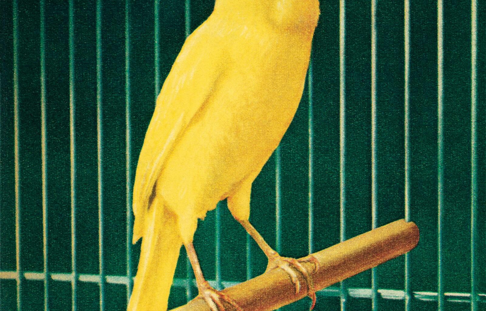 Canary XRP ETF nets record trading volume of all ETFs launched this year