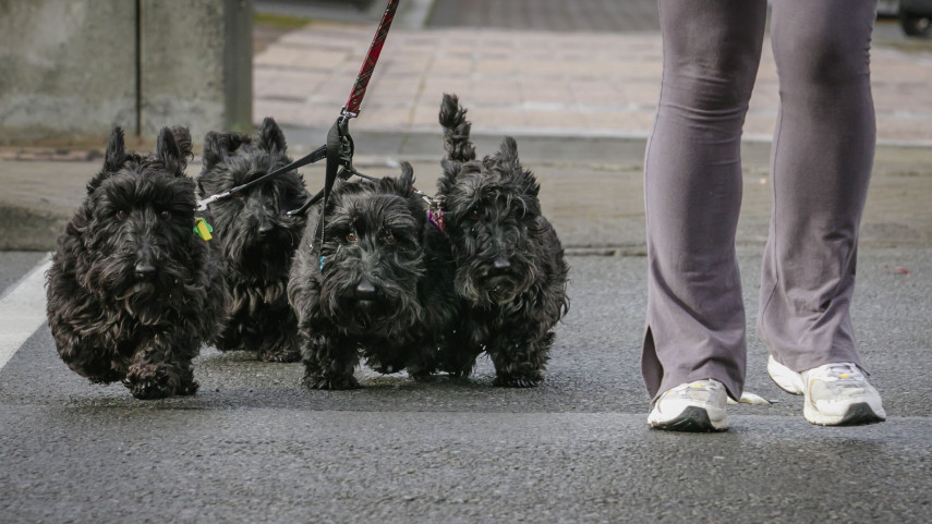 Rules change for Christchurch dogs and owners : Newsline
