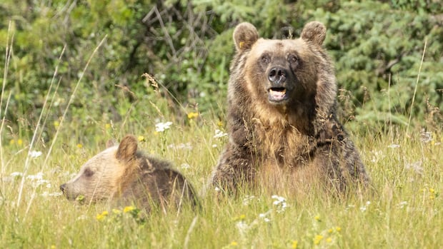 Fate of grizzly that fled scene after Calgary-area mauling remains unclear