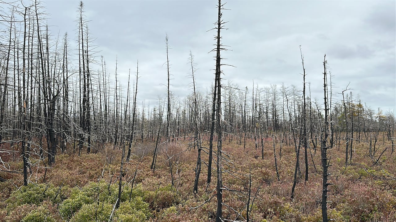 Burnt trees are still clearly visible from the roadway throughout Shelburne County, N.S.
