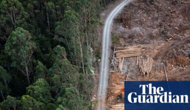 ‘Serious gaps’ in Labor’s environment laws undermine attempt to fix broken system, integrity experts say | Australian politics