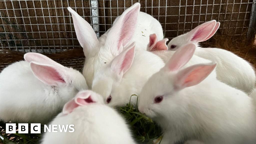 Government sets out plan to phase out animal experiments