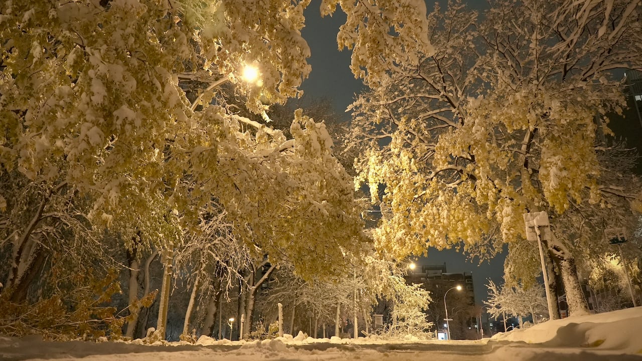 leafy trees with snow