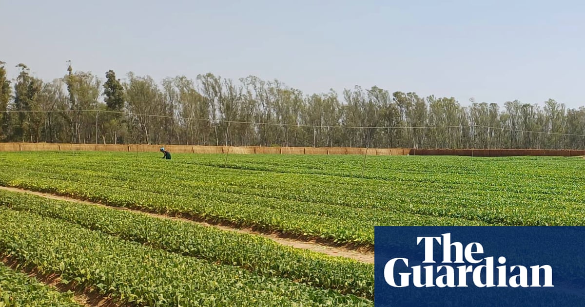 ‘Utter hypocrisy’: tobacco firm lobbied against rules in Africa that are law in UK | Global development