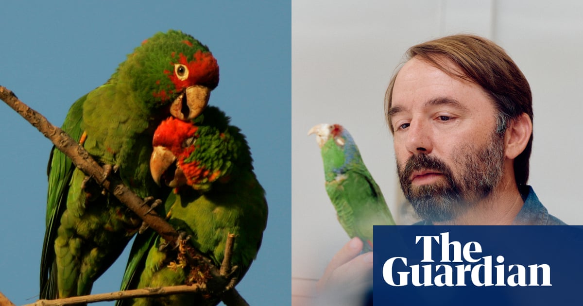 These parrots came to Los Angeles as pets – then went wild. Now scientists are unlocking their mysteries | Birds