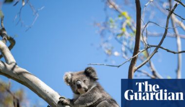 Biodiversity offsets didn’t work in NSW. Will Labor make the same mistake nationwide? | Endangered habitats