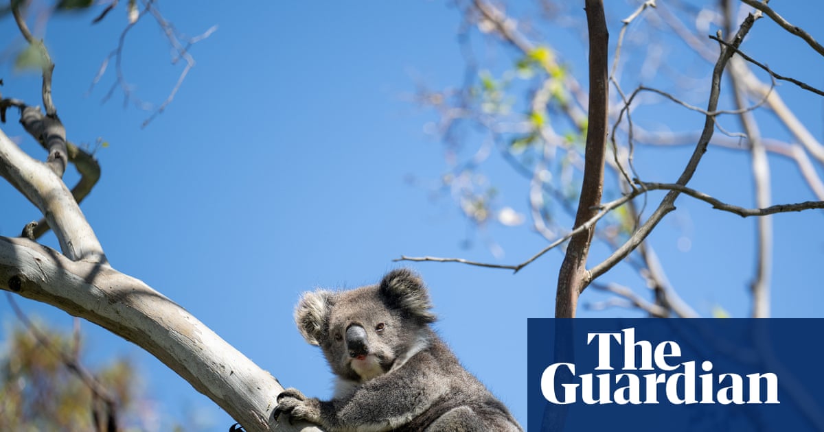 Biodiversity offsets didn’t work in NSW. Will Labor make the same mistake nationwide? | Endangered habitats