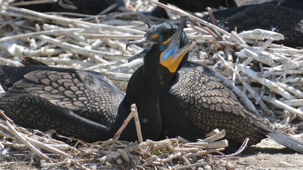 Cormorants and their acidic poop are causing a stink on Toronto islands. What can be done?