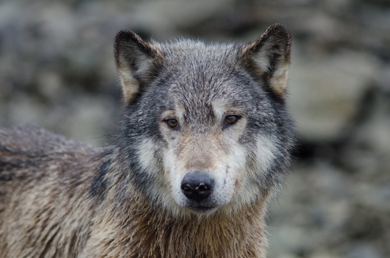 A wolf looks at the camera.