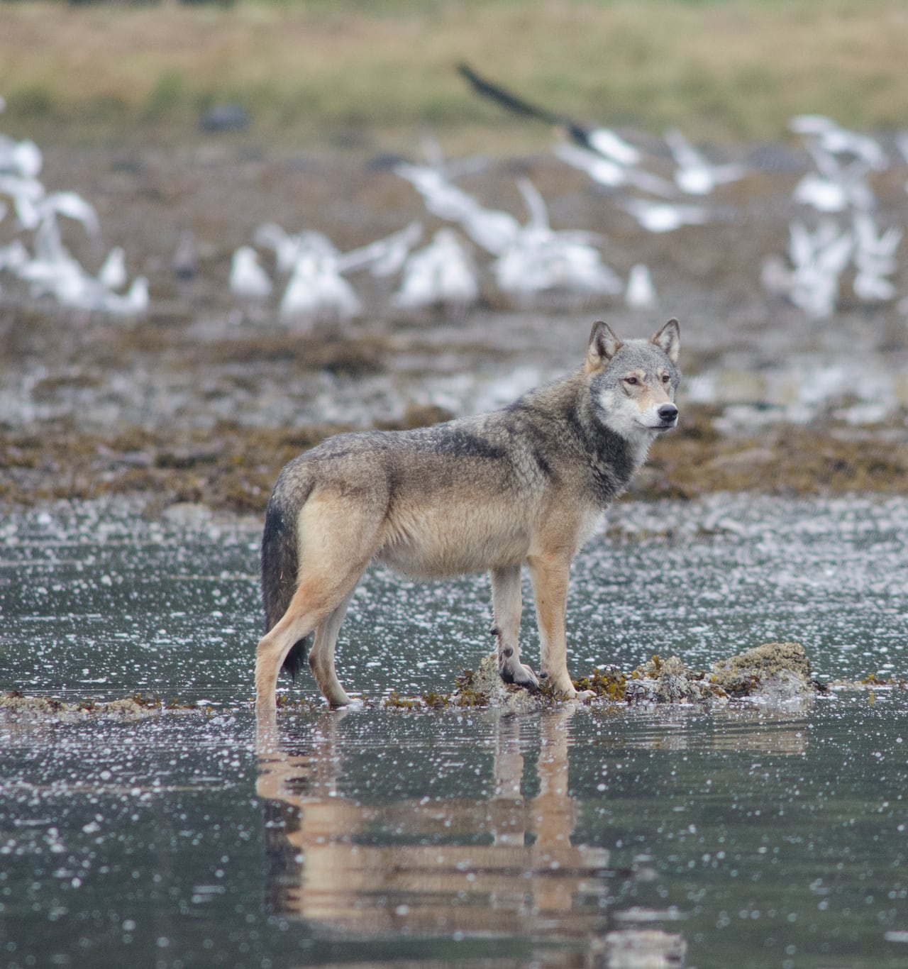 A wolf looks out over a body of water.