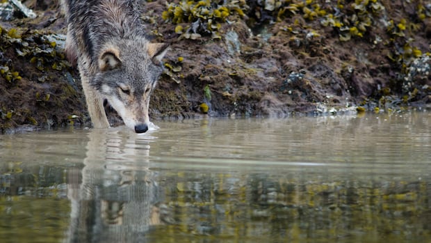 These B.C. wolves figured out how to pull up crab traps to get food
