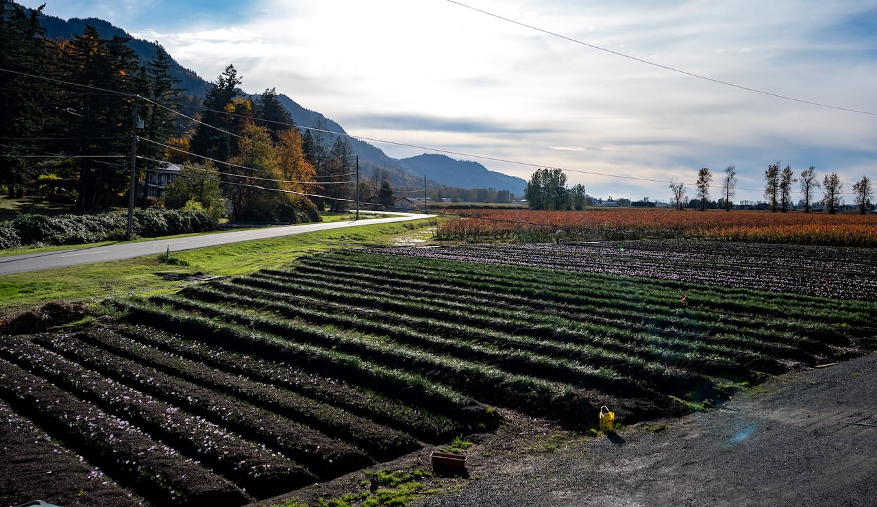 A farm lined with dozens of rows of saffron flowers and blueberry plants. In the distance are mountains, farms and barns.