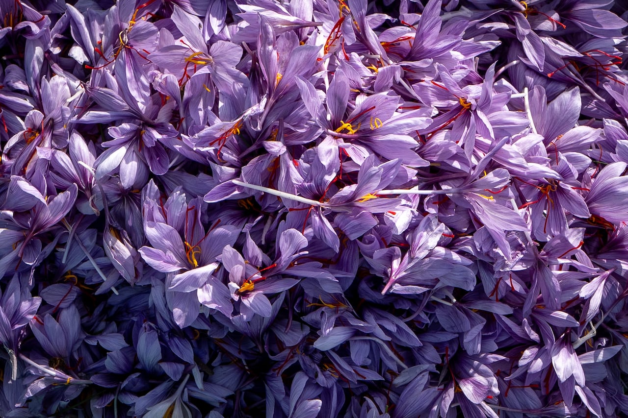 Dozens of purple saffron flowers are pictured with red threads inside them which are the saffron spice. 